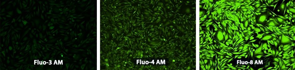 钙离子荧光探针Fluo-8, AM CAS 1345980-40-6 货号21081