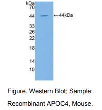 小鼠载脂蛋白C4(APOC4)多克隆抗体