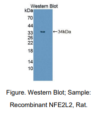 https://msimg.bioon.com/bionline/goods-no-pic.png