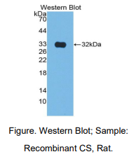 大鼠柠檬酸合酶(CS)多克隆抗体