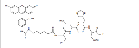 胱天蛋白酶Caspase 3荧光底物 FITC-C6-DEVD-FMK 绿