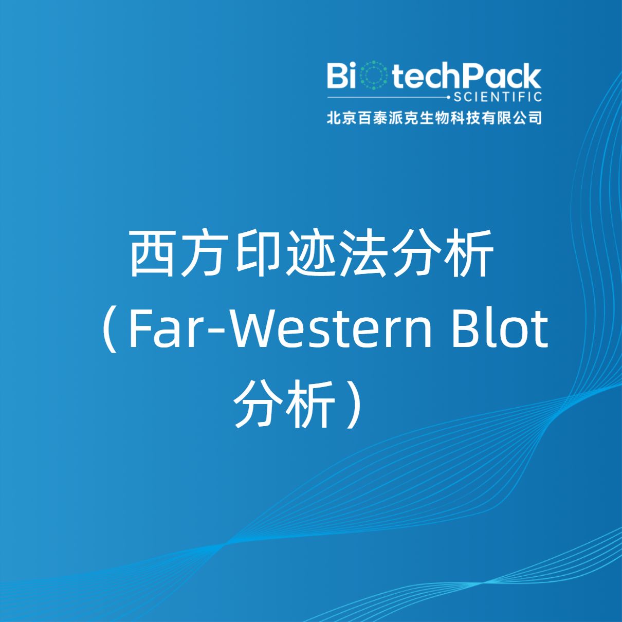 西方印迹法分析（Far-Western Blot分析）