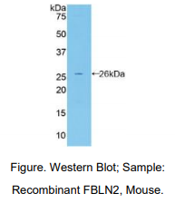 小鼠衰老关键蛋白2(FBLN2)多克隆抗体