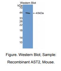 小鼠天冬氨酸转氨酶2(AST2)多克隆抗体