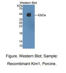 猪肾损伤分子1(Kim1)多克隆抗体