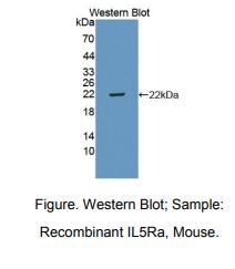 小鼠白介素5受体α(IL5Ra)多克隆抗体