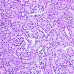 https://msimg.bioon.com/bionline/goods-no-pic.png
