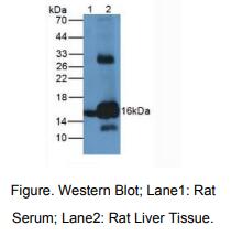 大鼠血红蛋白(HB)多克隆抗体