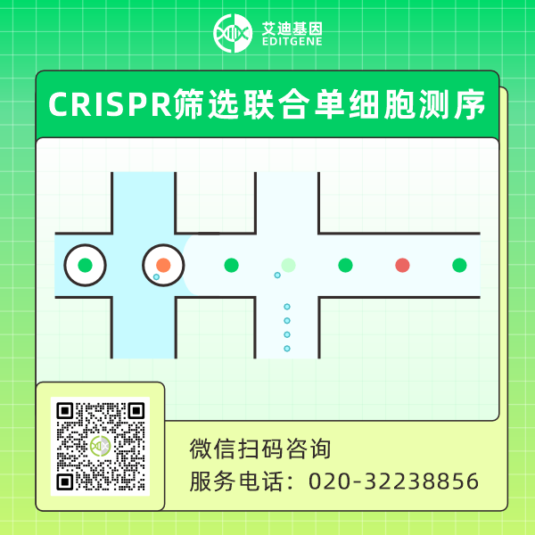 CRISPR筛选联合单细胞测序