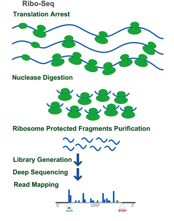 Ribo-seq 核糖体保护片段测序