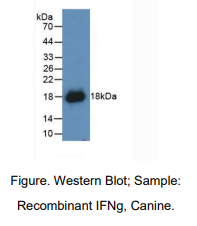 犬干扰素γ(IFNg)多克隆抗体