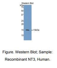人神经营养因子3(NT3)多克隆抗体