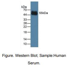 https://msimg.bioon.com/bionline/goods-no-pic.png