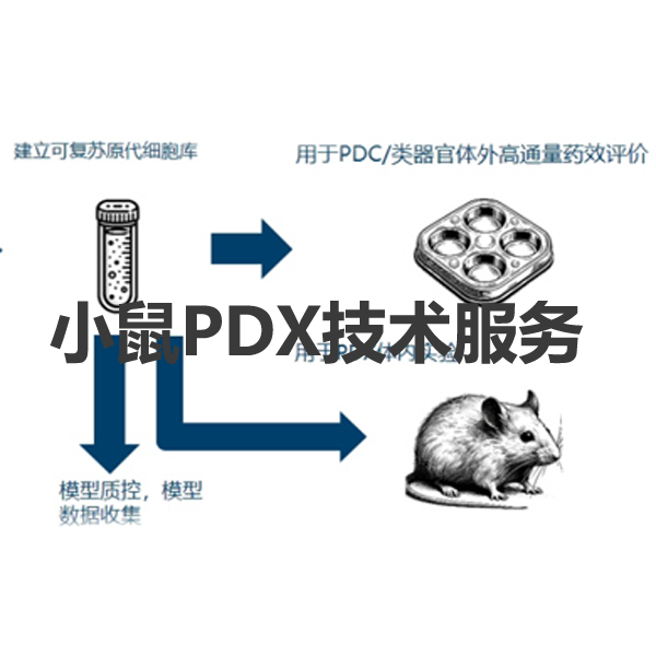 小鼠PDX模型构建 / 药敏检测 / 科研服务