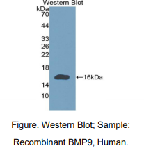 人骨形态发生蛋白 9(BMP9)多克隆抗体