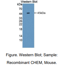 小鼠趋化素(CHEM)多克隆抗体