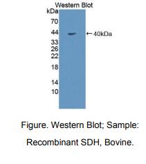 牛山梨醇脱氢酶(SDH)多克隆抗体