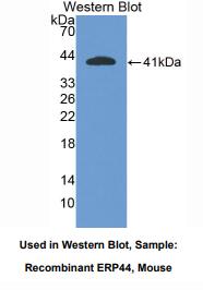 小鼠内质网蛋白44(ERP44)多克隆抗体