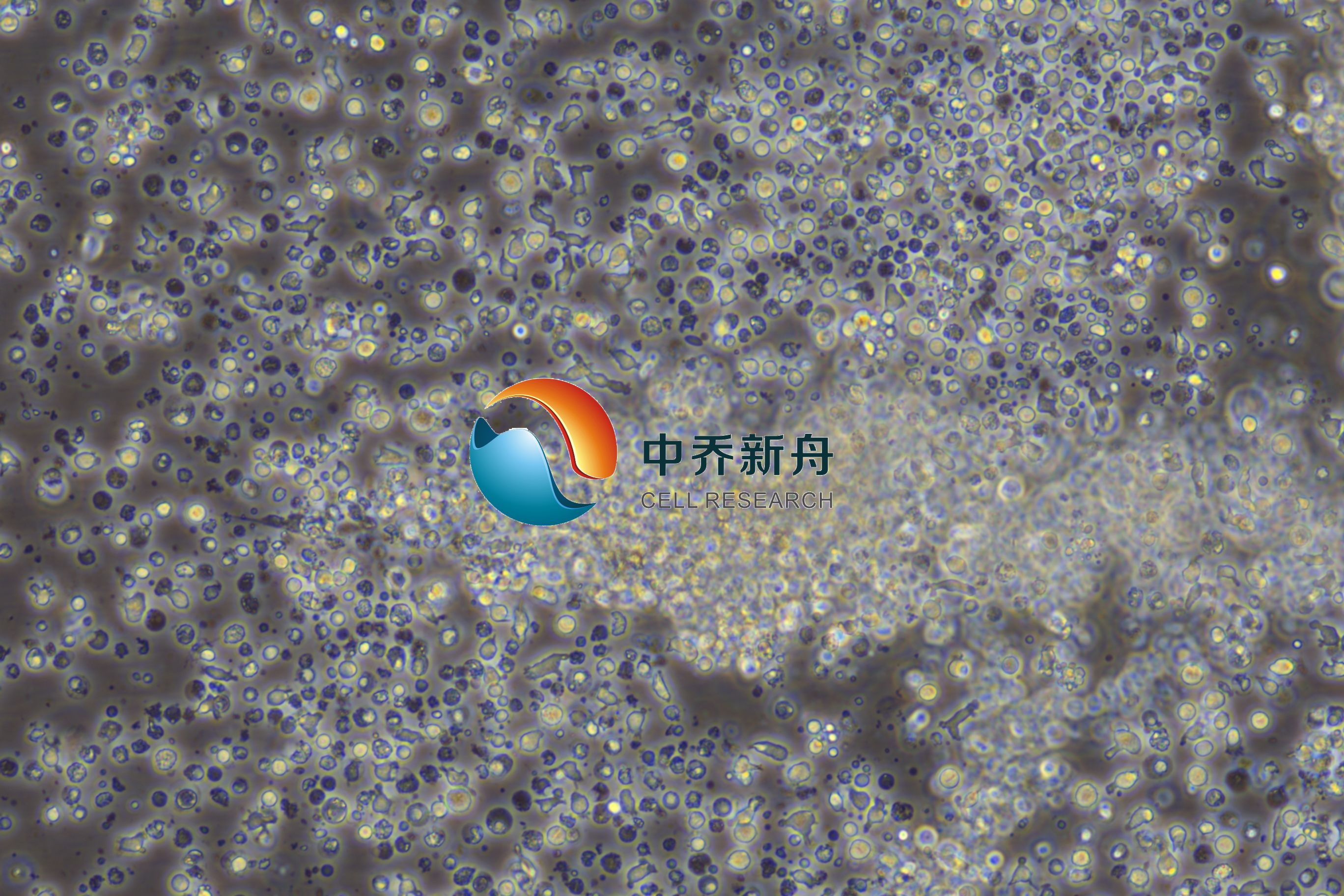 人外周血中性粒细胞