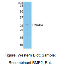 大鼠骨成型蛋白2(BMP2)多克隆抗体