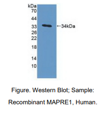 https://msimg.bioon.com/bionline/goods-no-pic.png