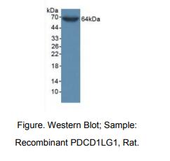 大鼠细胞程序性死亡蛋白1配体1(PDL1)多克隆抗体