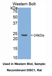 大鼠精神分裂症破坏蛋白1(DISC1)多克隆抗体