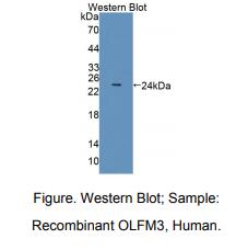 人嗅素3(OLFM3)多克隆抗体
