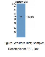 大鼠纤维蛋白(FBL)多克隆抗体