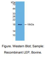 牛瘦素(LEP)多克隆抗体