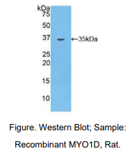 大鼠肌球蛋白ⅠD(MYO1D)多克隆抗体