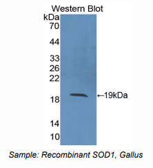 鸡超氧化物歧化酶1(SOD1)多克隆抗体