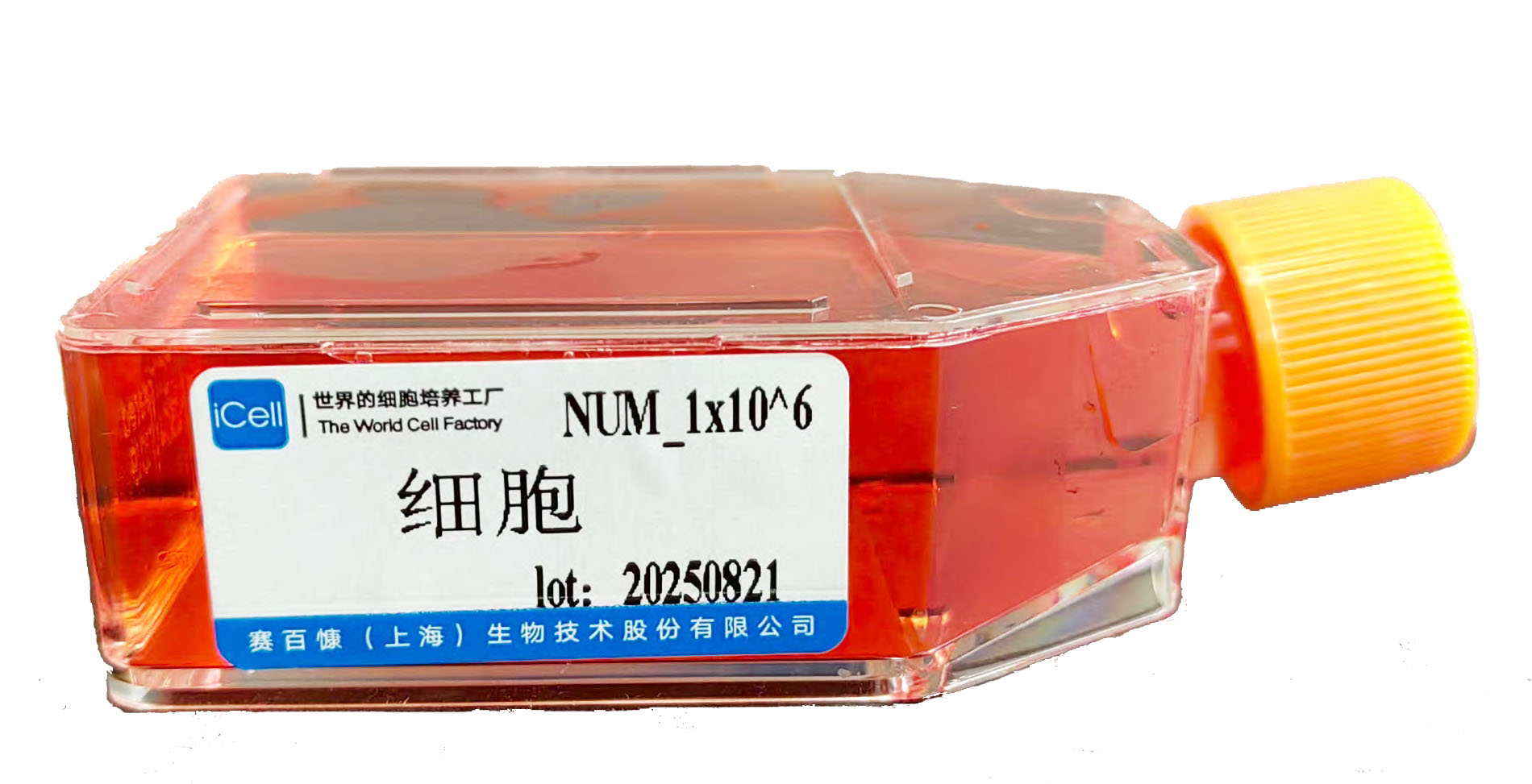 K1(GLAG-66) 人甲状腺癌细胞/K1(GLAG-66)/K1细胞/K-1(GLAG-66)细胞/K-1(GLAG-66)
