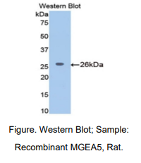 大鼠脑膜瘤表达抗原5(MGEA5)多克隆抗体