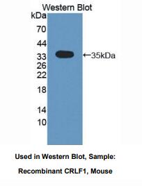 小鼠细胞因子受体样因子1(CRLF1)多克隆抗体