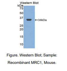 小鼠甘露糖受体C1(MRC1)多克隆抗体