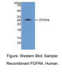 人成纤维细胞生长因子受体4(FGFR4)多克隆抗体