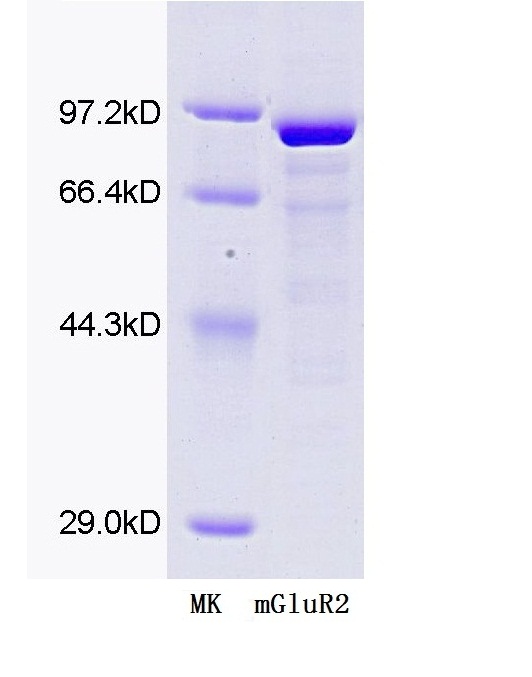 Recombinant mGluR2