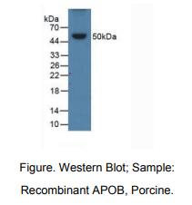 猪载脂蛋白B(APOB)多克隆抗体