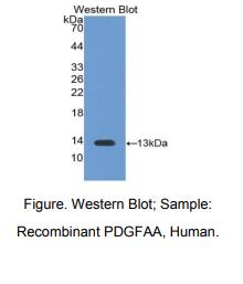 人血小板衍生生长因子AA(PDGFAA)多克隆抗体