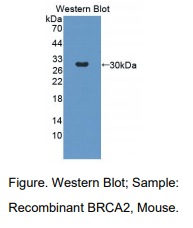 小鼠乳腺癌易感蛋白2(BRCA2)多克隆抗体