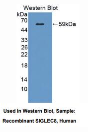 人唾液酸结合Ig样凝集素8(SIGLEC8)多克隆抗体