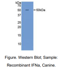 犬干扰素α(IFNa)多克隆抗体