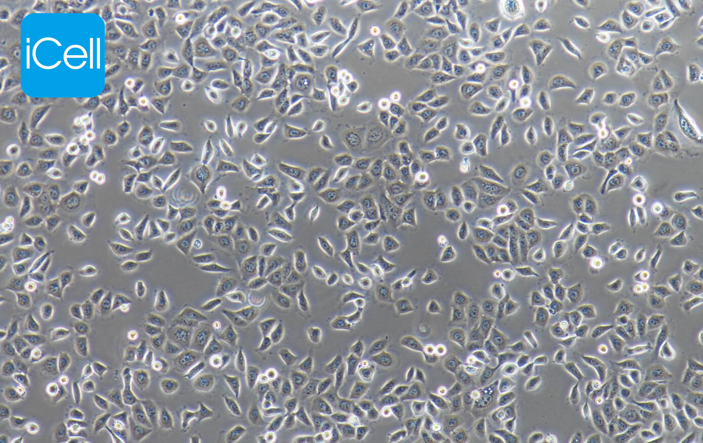 HPAC细胞/HPAC细胞/人胰腺癌细胞