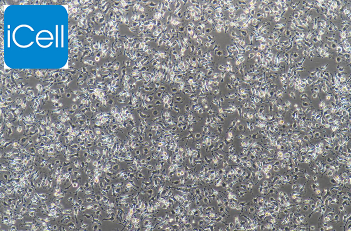 大鼠肺巨噬细胞/免疫荧光鉴定