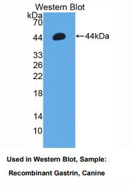 犬胃泌素(GT)多克隆抗体