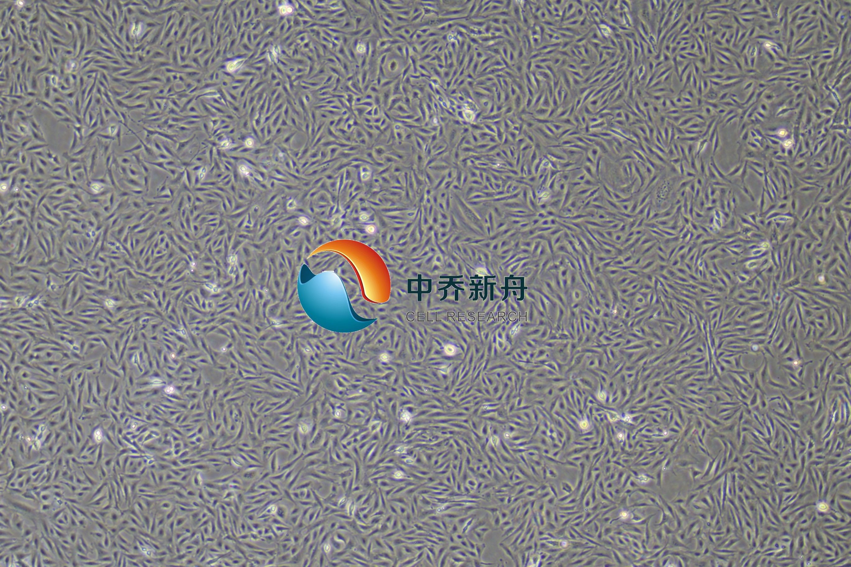 原代大鼠肌腱干细胞