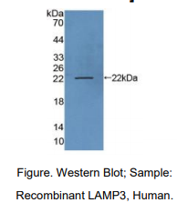 https://msimg.bioon.com/bionline/goods-no-pic.png