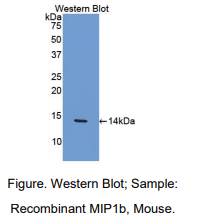 小鼠巨噬细胞炎性蛋白1β(MIP1b)多克隆抗体