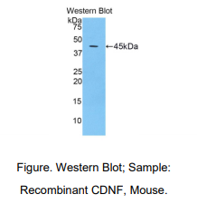 小鼠脑多巴胺神经营养因子(CDNF)多克隆抗体